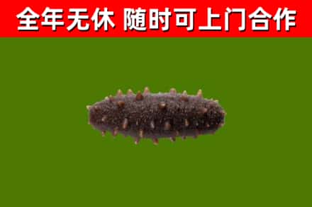 阳江回收海参干